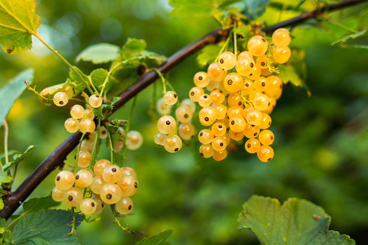 Using Berries from Your Garden to Create Natural Dyes